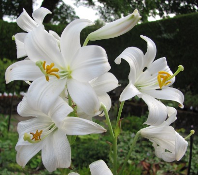 Lilium candidum
